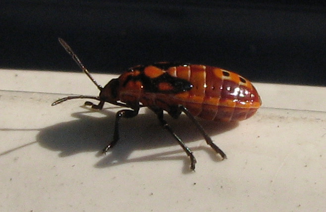 Lygaeidae: ninfa di Spilostethus pandurus, a Treviglio